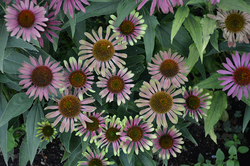 Green Twister Coneflower flowers