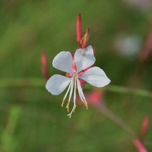 Butterfly Gaura flowers