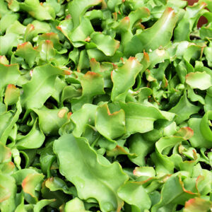 Orchid Catcus foliage