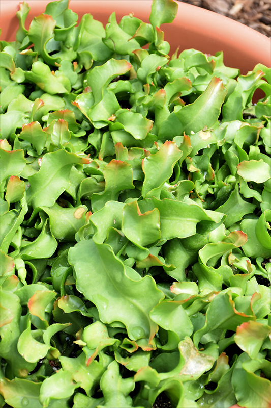 Orchid Catcus foliage