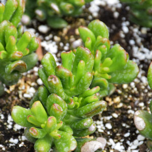 Hobbit Jade Plant