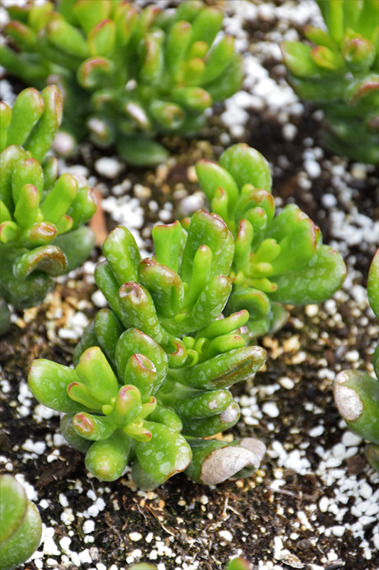 Hobbit Jade Plant