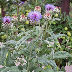 Globe Artichoke in bloom