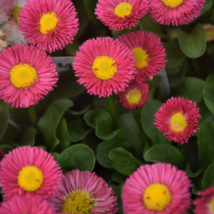 Speedstar&reg; Red English Daisy flowers