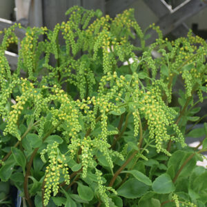 Solar Yellow Lamb's Tail flowers
