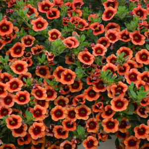Superbells&reg; Tangerine Punch&trade; Calibrachoa flowers