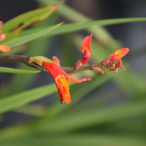 Orange Pekoe® Crocosmia flowers