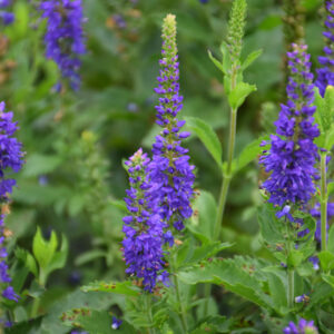 Ronica&trade; Blue Speedwell flowers
