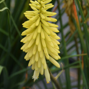 Pineapple Popsicle&trade; Torchlily flowers