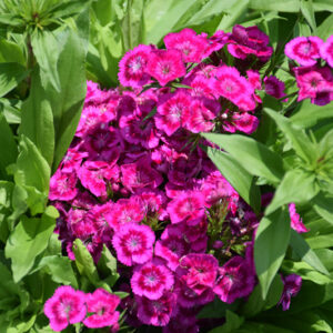 Barbarini® Purple Bicolor Sweet William flowers