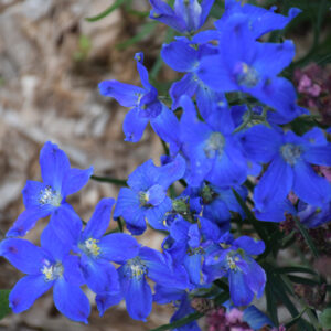Delfix&reg; Blue Larkspur flowers