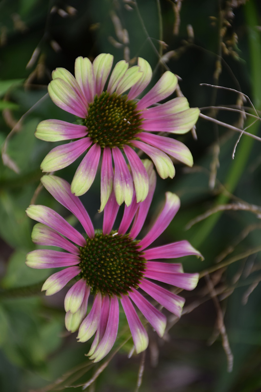 Green Twister Coneflower flowers