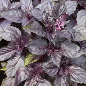 Red Rubin Basil foliage