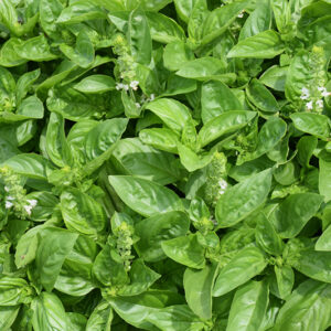 Dolce Fresca Basil foliage