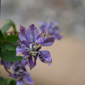 Taiga Clematis flowers