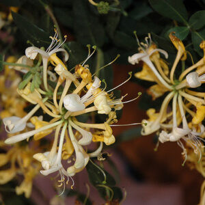 Scentsation Honeysuckle flowers