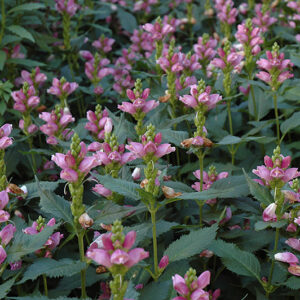 Pink Turtlehead flowers