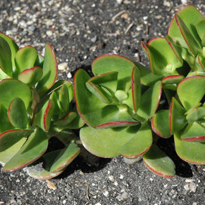 Flapjacks Kalanchoe foliage