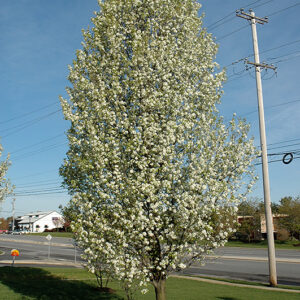 Cleveland Select Ornamental Pear in bloom