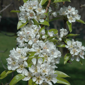 Common Pear flowers