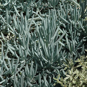 Blue Chalk Sticks foliage