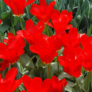 Red Cubed Tulip flowers