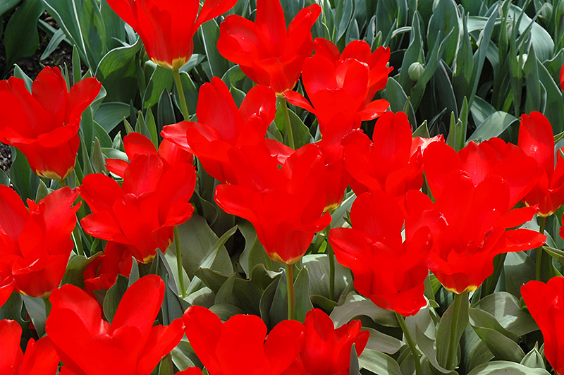 Red Cubed Tulip flowers