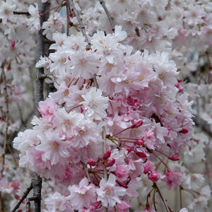 Double Pink Weeping Higan Cherry flowers