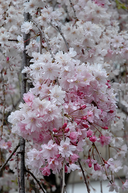 Double Pink Weeping Higan Cherry flowers