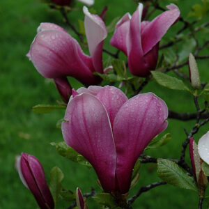 Marilyn Magnolia flowers