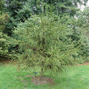 Whipcord Japanese Cedar