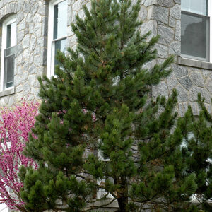 Bosnian Pine