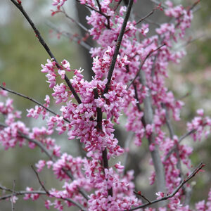 Forest Pansy Redbud flowers