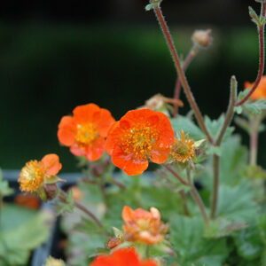 Koi Avens flowers