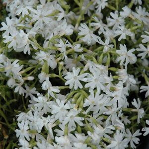 Snowflake Phlox flowers