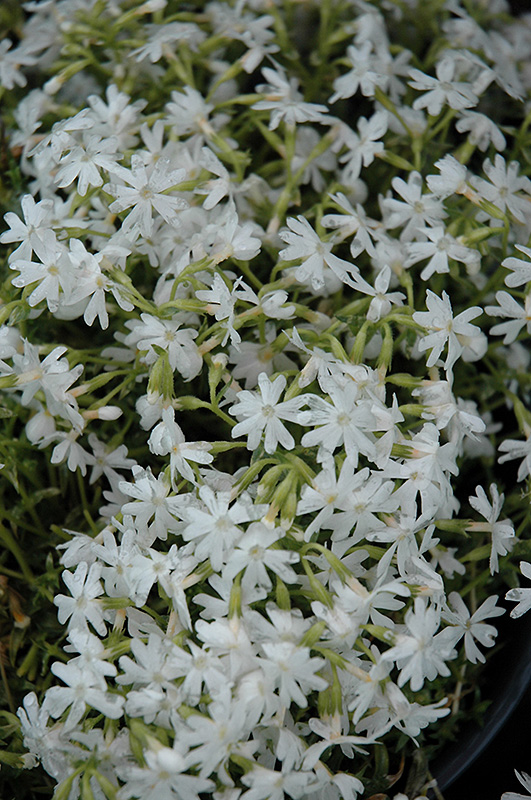 Snowflake Phlox flowers