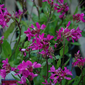 Rose Rock Cress flowers
