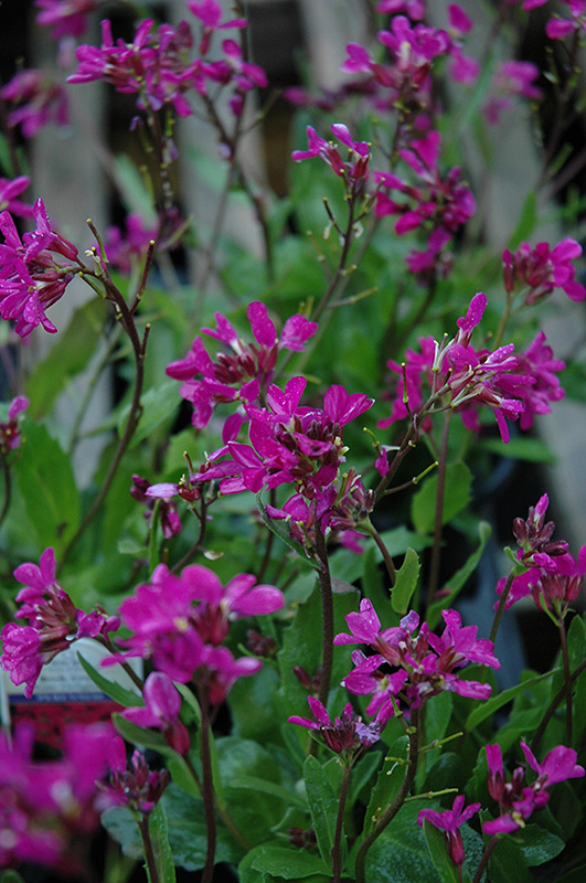 Rose Rock Cress flowers