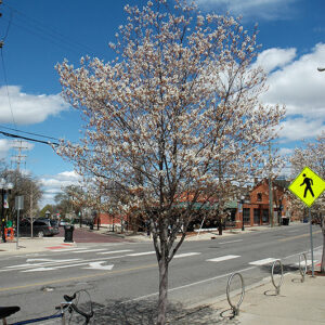 Robin Hill Serviceberry in bloom