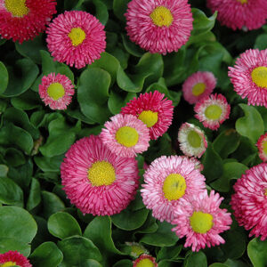Speedstar&reg; Pink English Daisy flowers