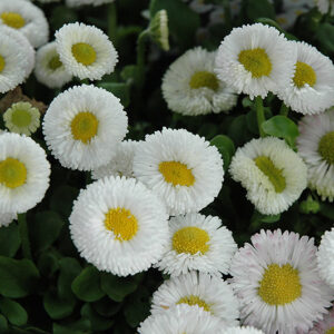 Speedstar&reg; White English Daisy flowers