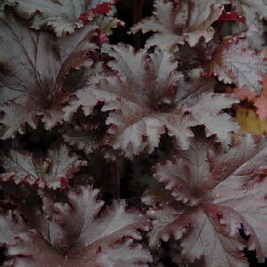 Black Taffeta Coral Bells foliage