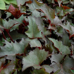Osiris Fantasie Rayflower foliage