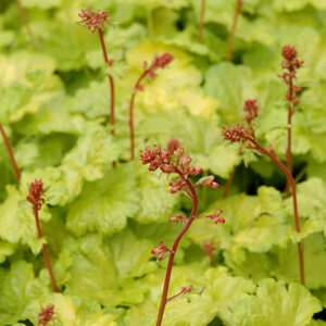 Little Cuties™ Sweet Tart Coral Bells foliage