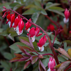 Valentine Bleeding Heart flowers