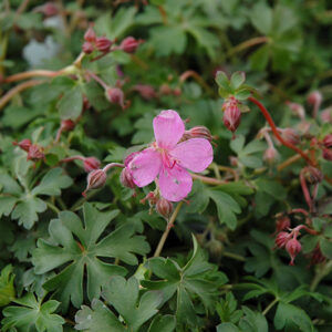 Crystal Rose Cranesbill flowers