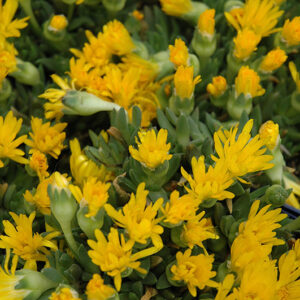 Hardy Ice Plant flowers