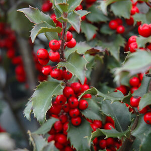 Blue Princess Meserve Holly fruit