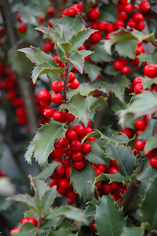 Blue Princess Meserve Holly fruit