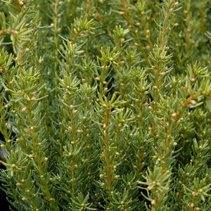 Fairview Yew foliage